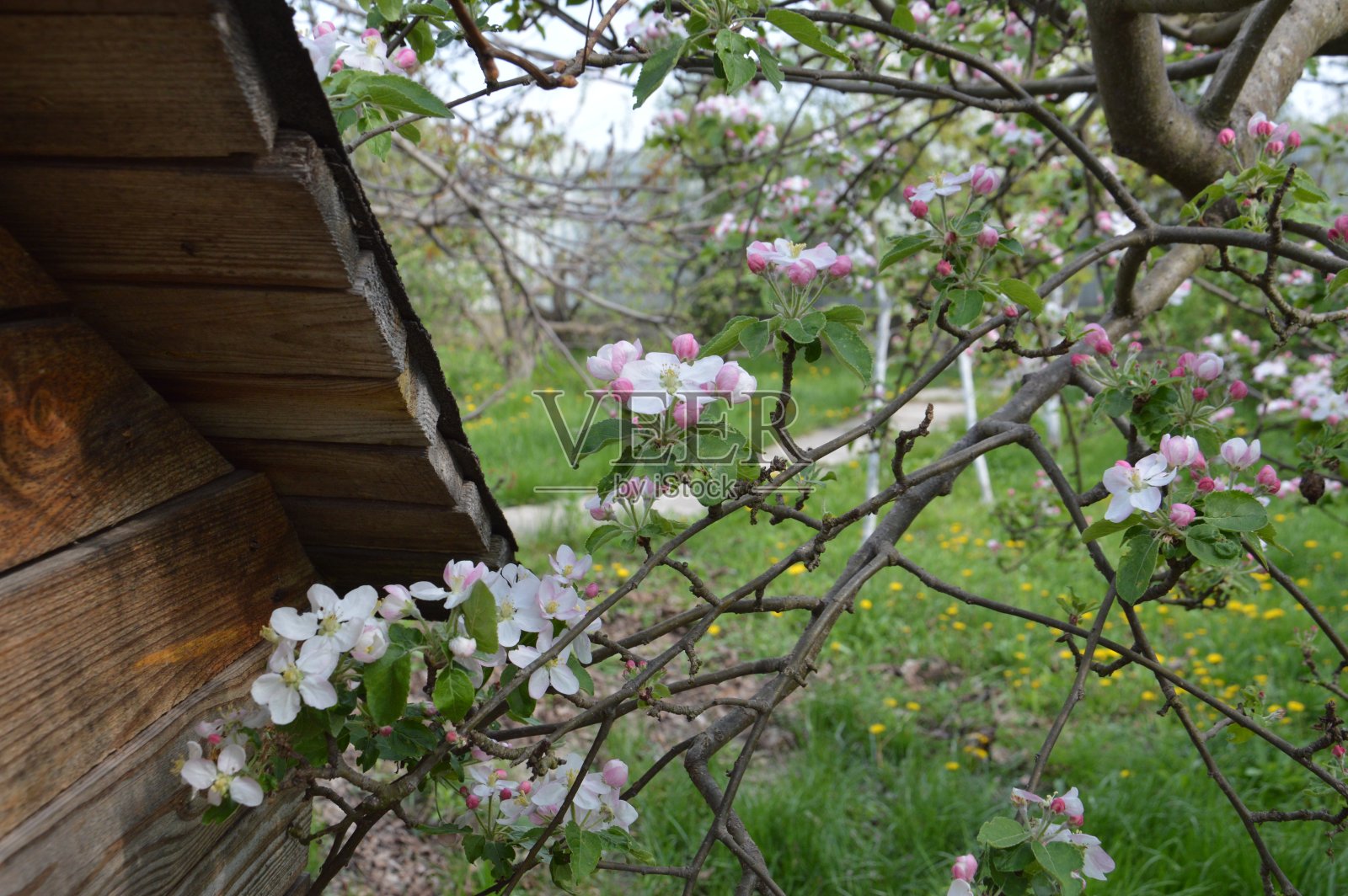 春天的花朵在村里的花园里盛开照片摄影图片