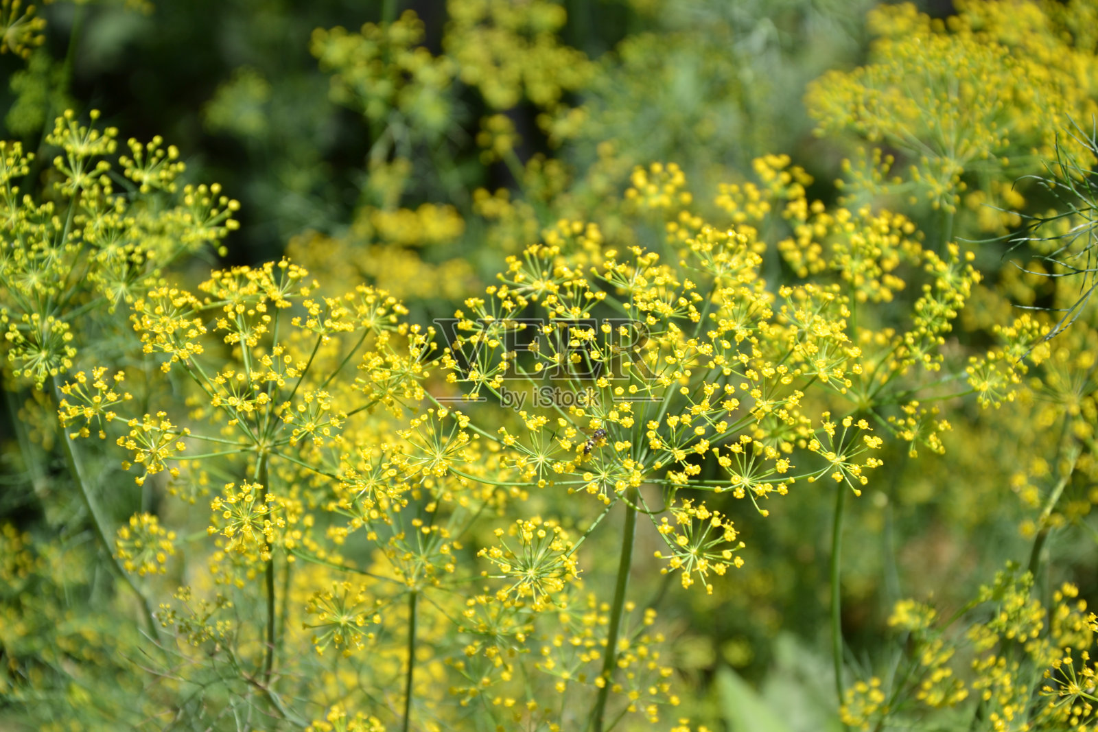 在菜园中种植莳萝。有机新鲜的草。带种子的莳萝伞。乡村花园。村里的农业。照片摄影图片