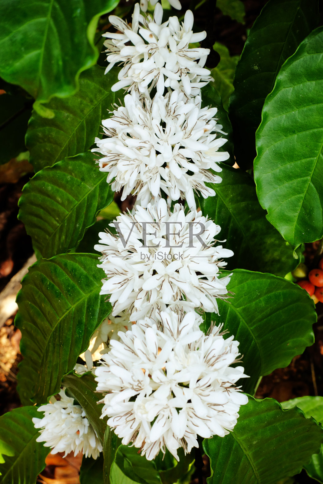 咖啡树的花是白色的照片摄影图片