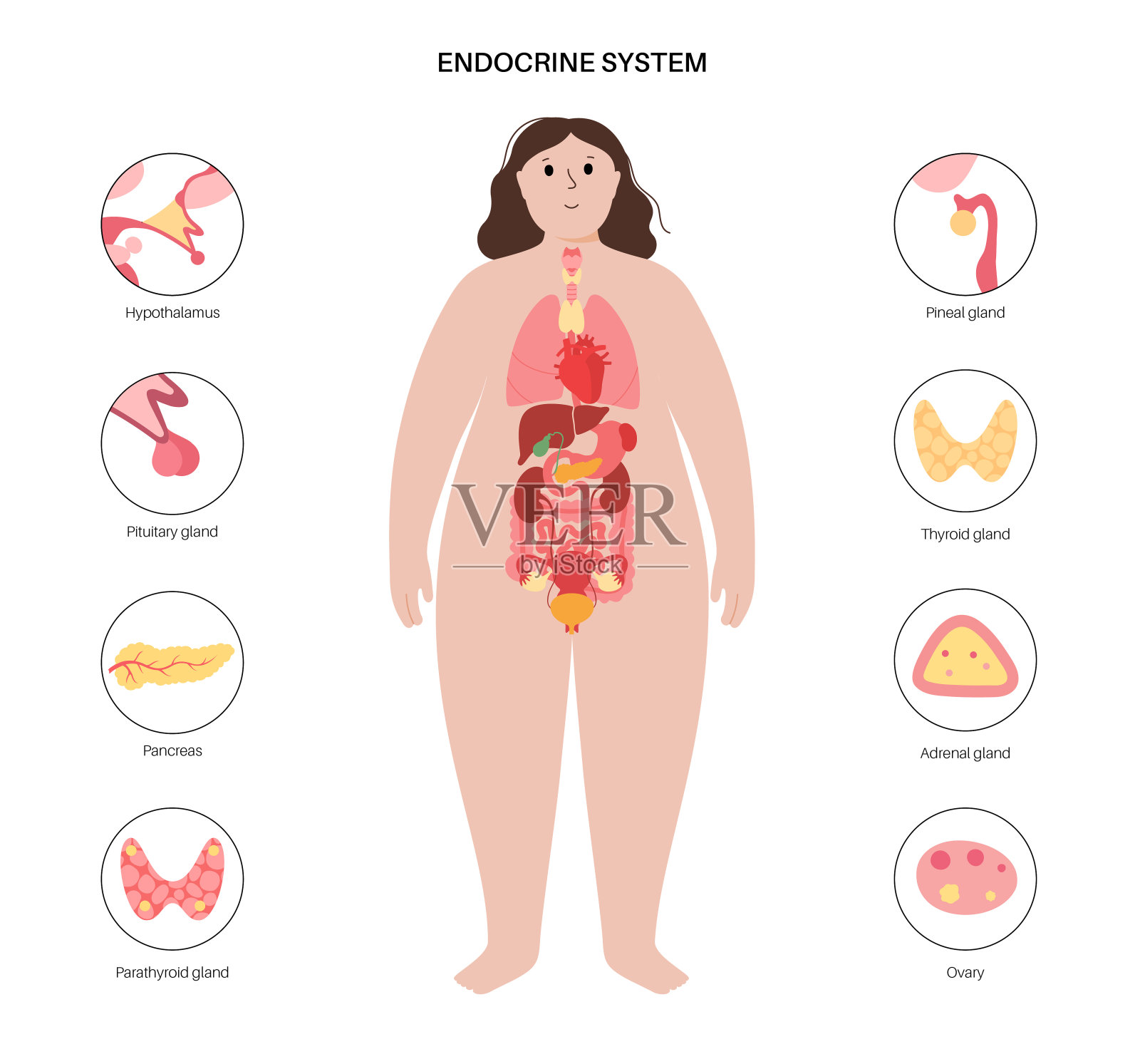人体内分泌系统插画图片素材