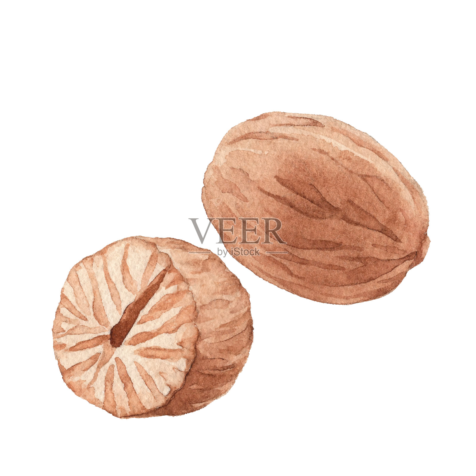 水彩肉豆蔻插画图片素材