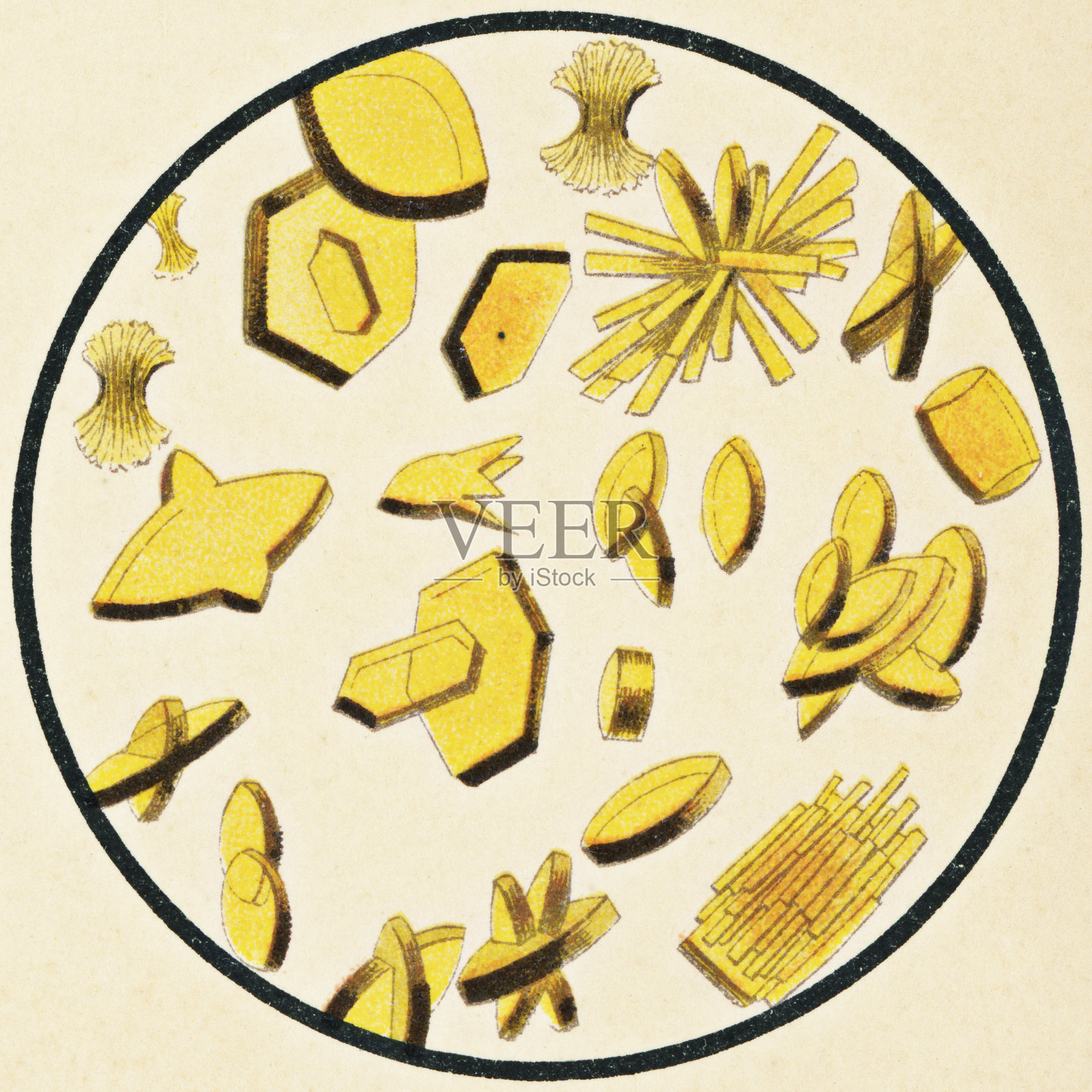 人类尿液中尿酸晶体的显微镜观察- 19世纪插画图片素材