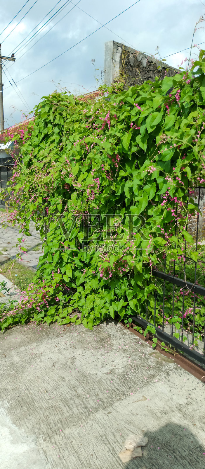 墨西哥爬行植物照片摄影图片