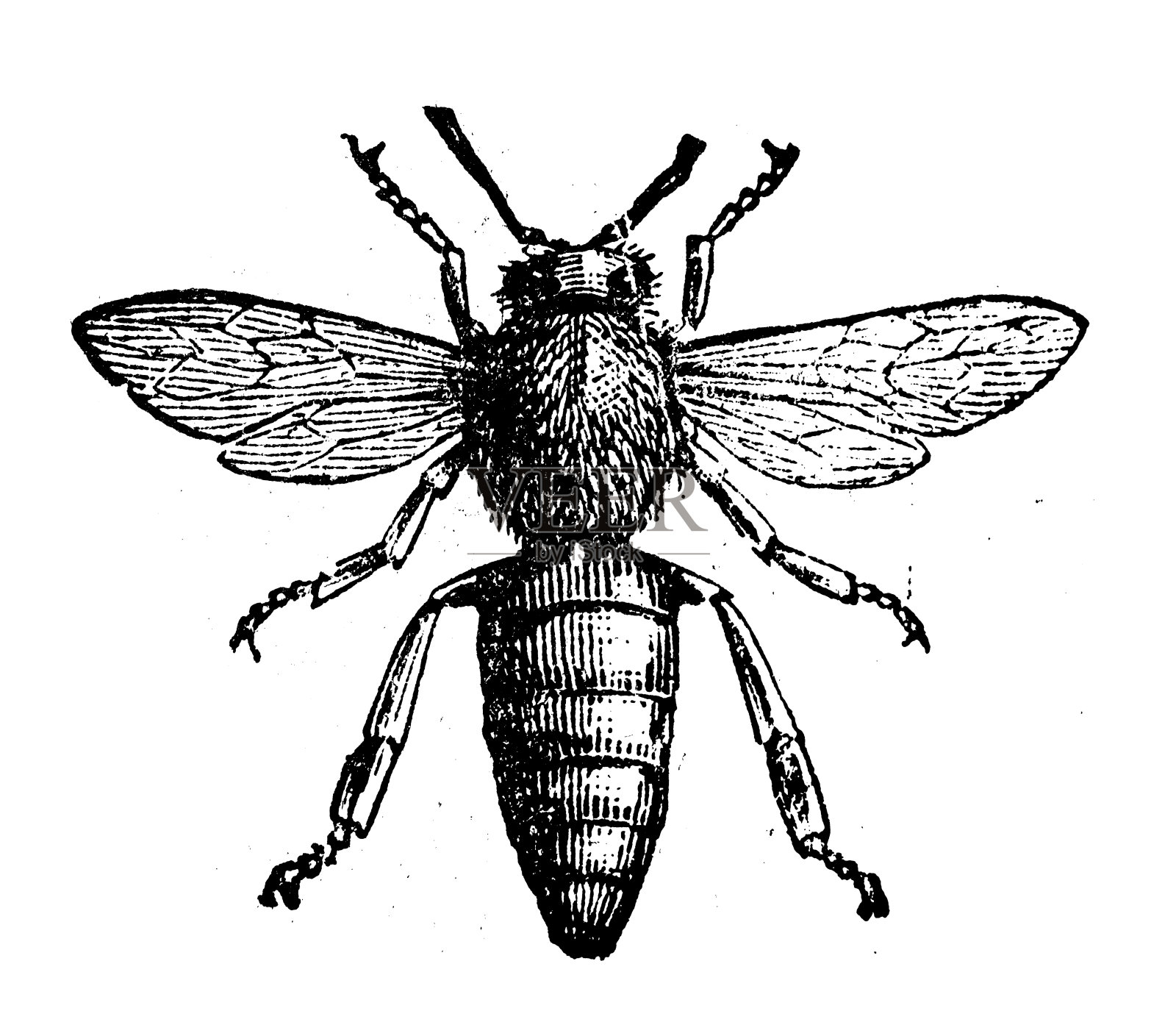 古董古法国雕刻插图:蜂王插画图片素材