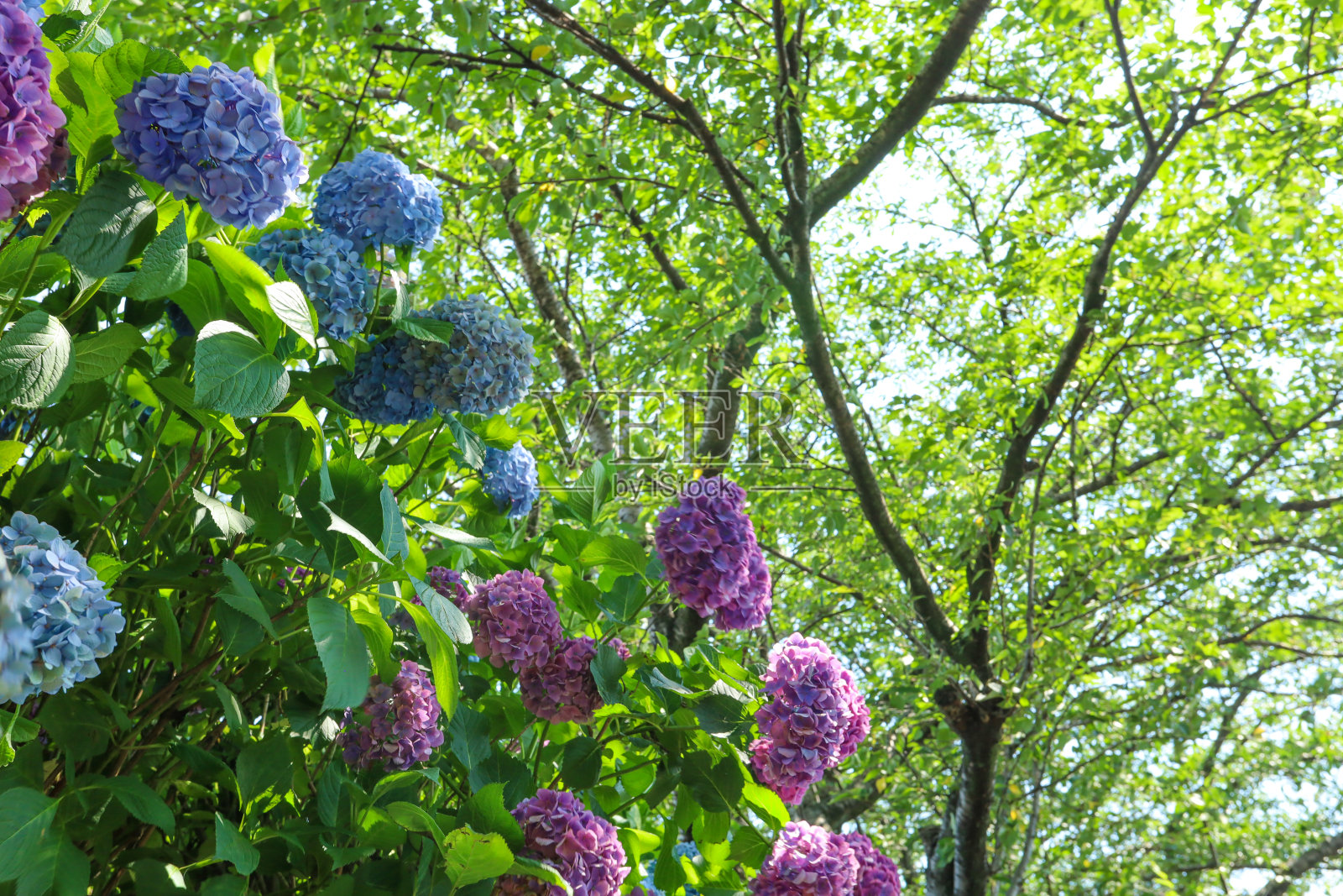 在雨季之间的晴天，绣球花在树荫下盛开。照片摄影图片
