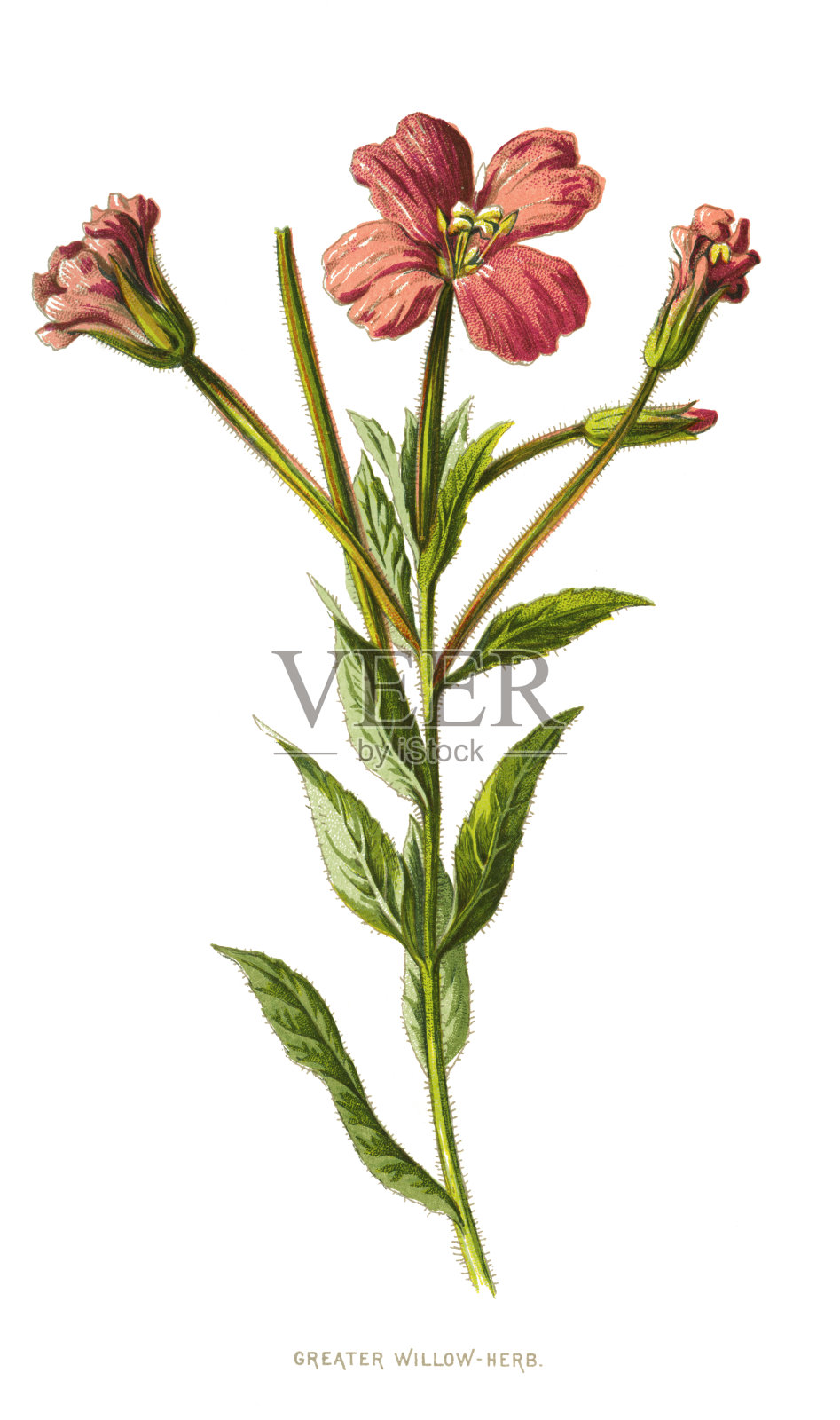 大柳叶，大柳叶，大柳叶插画图片素材