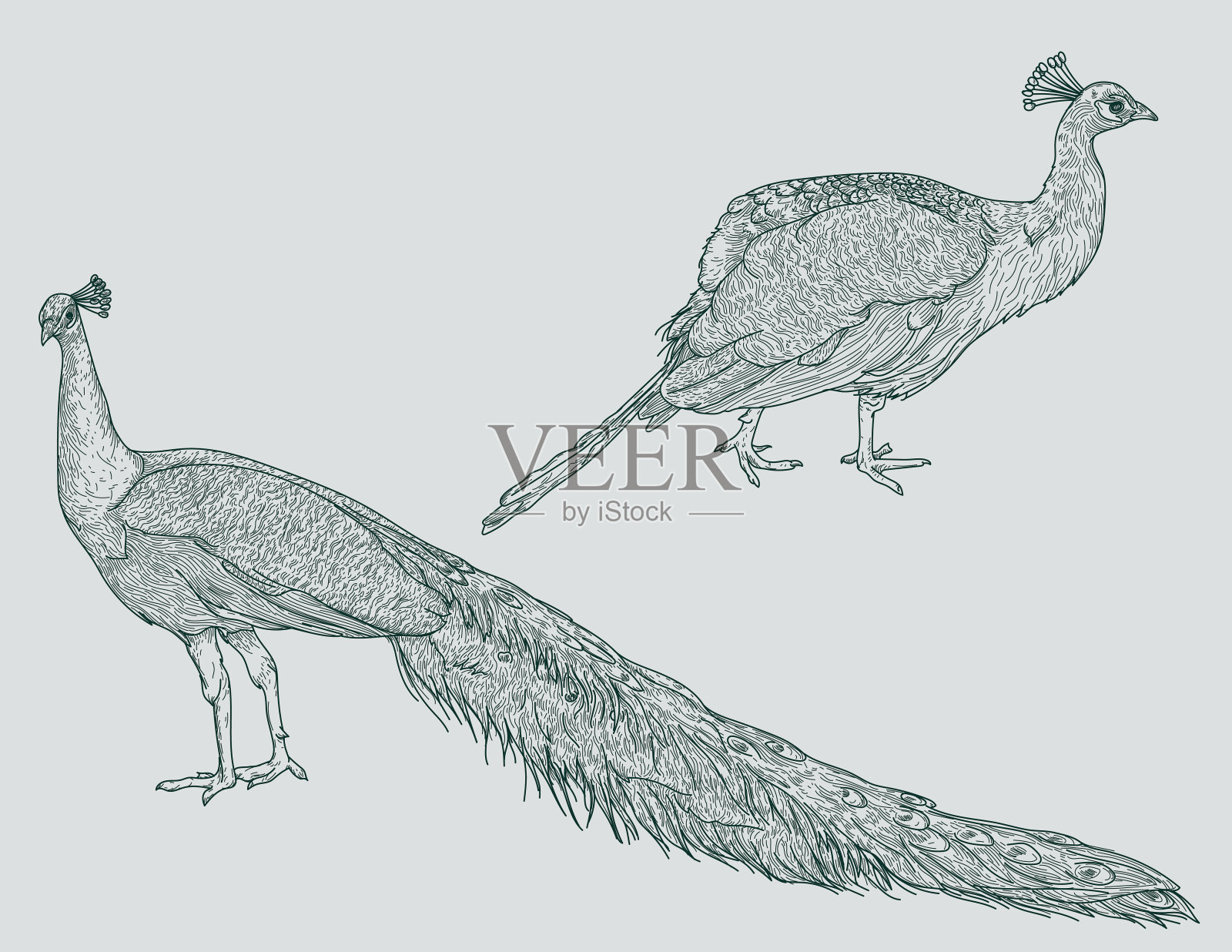 详细线艺术孔雀集插画图片素材