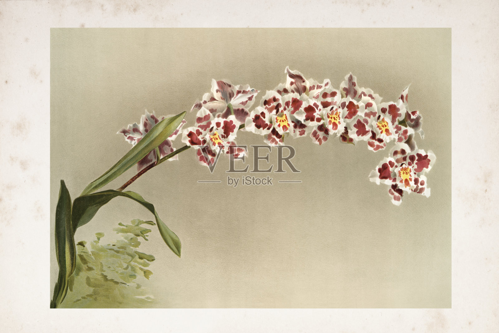 兰花雕花水彩画龙舌兰插画图片素材