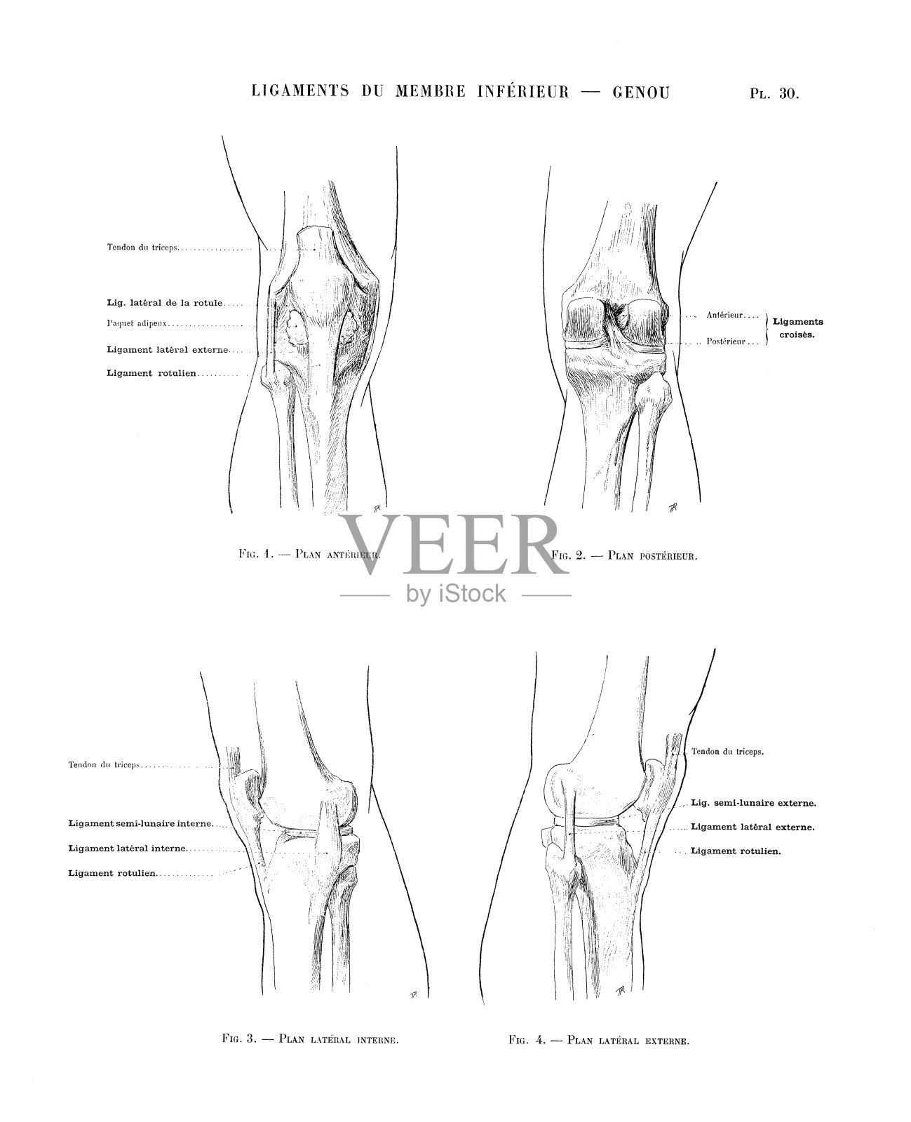 法国古董美术书人体解剖学插图:膝盖韧带插画图片素材