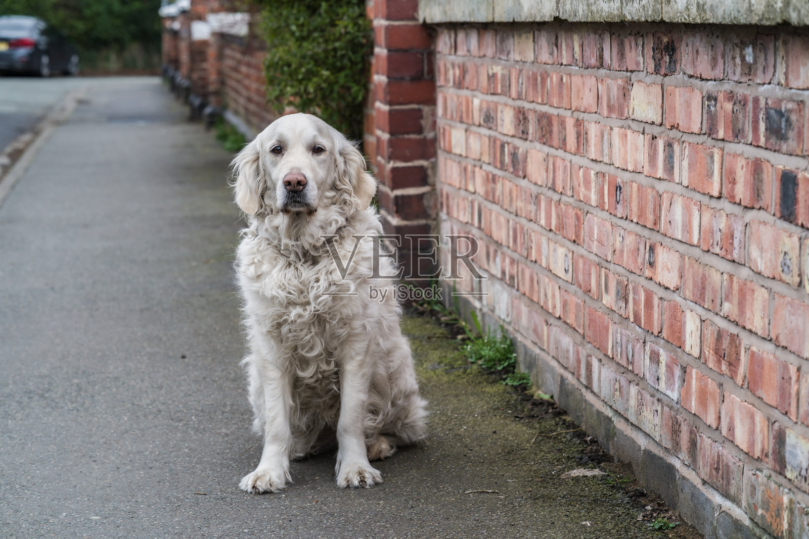 英国奶油金毛猎犬坐在街上照片摄影图片