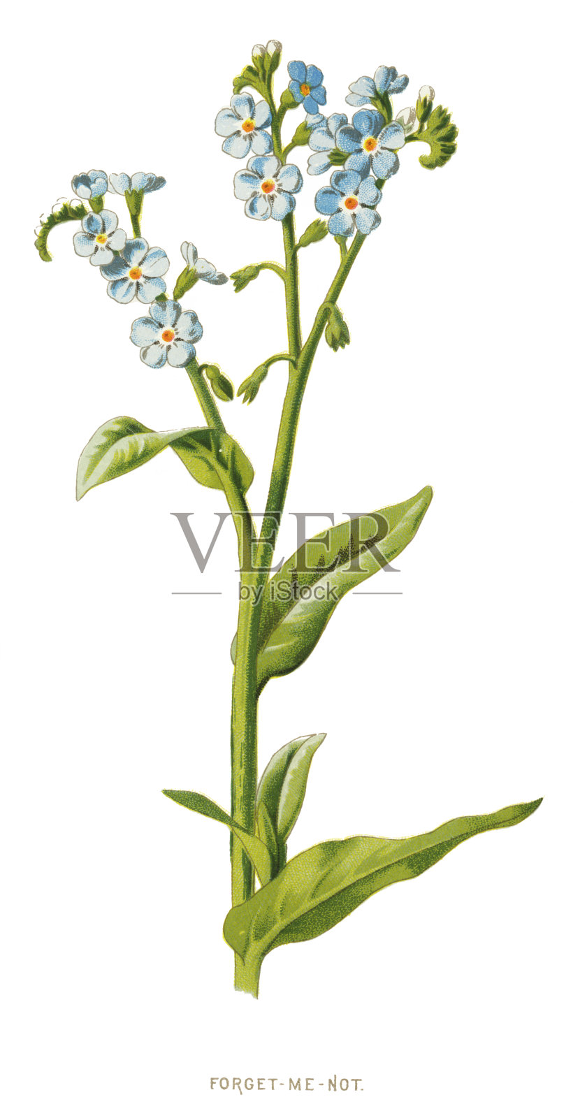 勿忘我设计元素图片