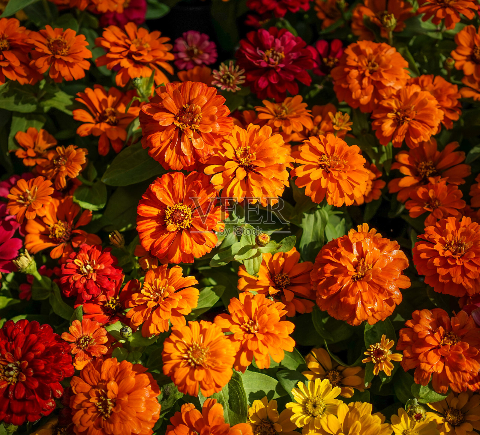 公园里盛开着雏菊照片摄影图片