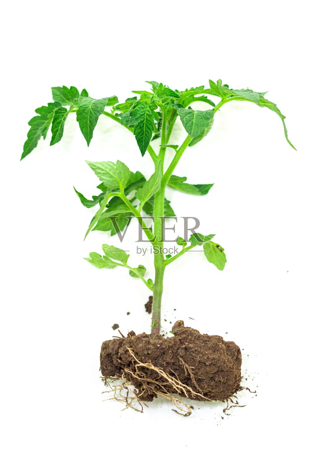 绿色植物的特写，它的根在白色的背景上照片摄影图片