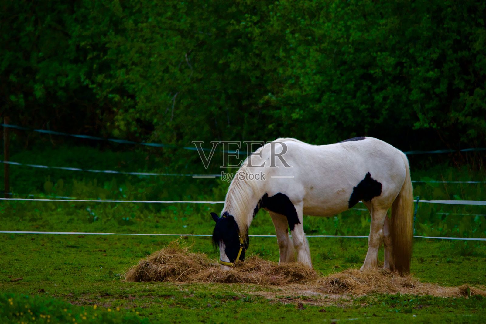 Galineers Cob在郁郁葱葱的绿色草地上放牧的特写，背景模糊照片摄影图片
