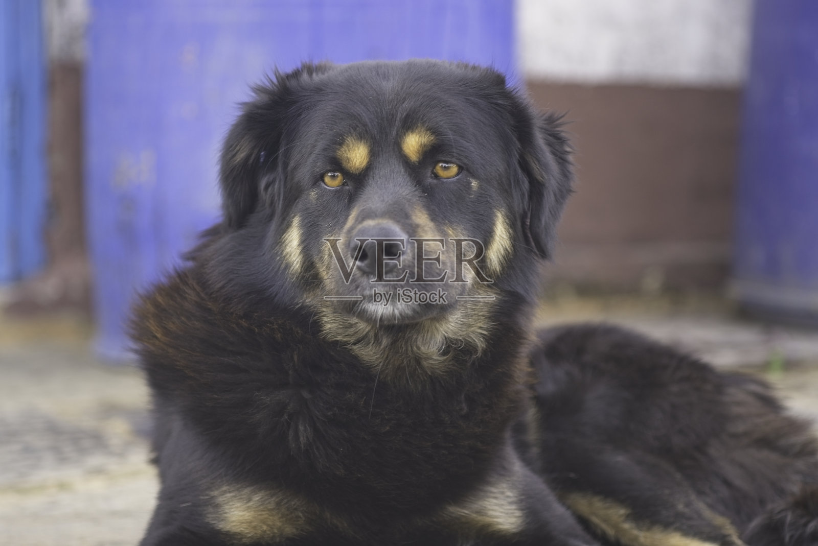 喜玛拉雅牧羊犬黑色和褐色斑块照片摄影图片