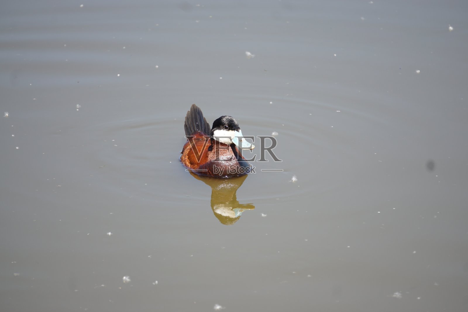 野鸭照片摄影图片