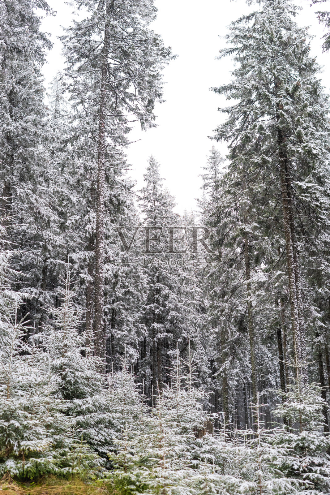 白雪皑皑的森林，松树，冬天，树木照片摄影图片