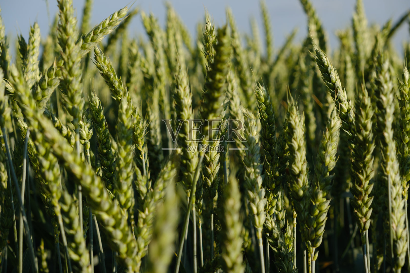 成熟的优质小麦穗，特写。粮食作物丰收。照片摄影图片