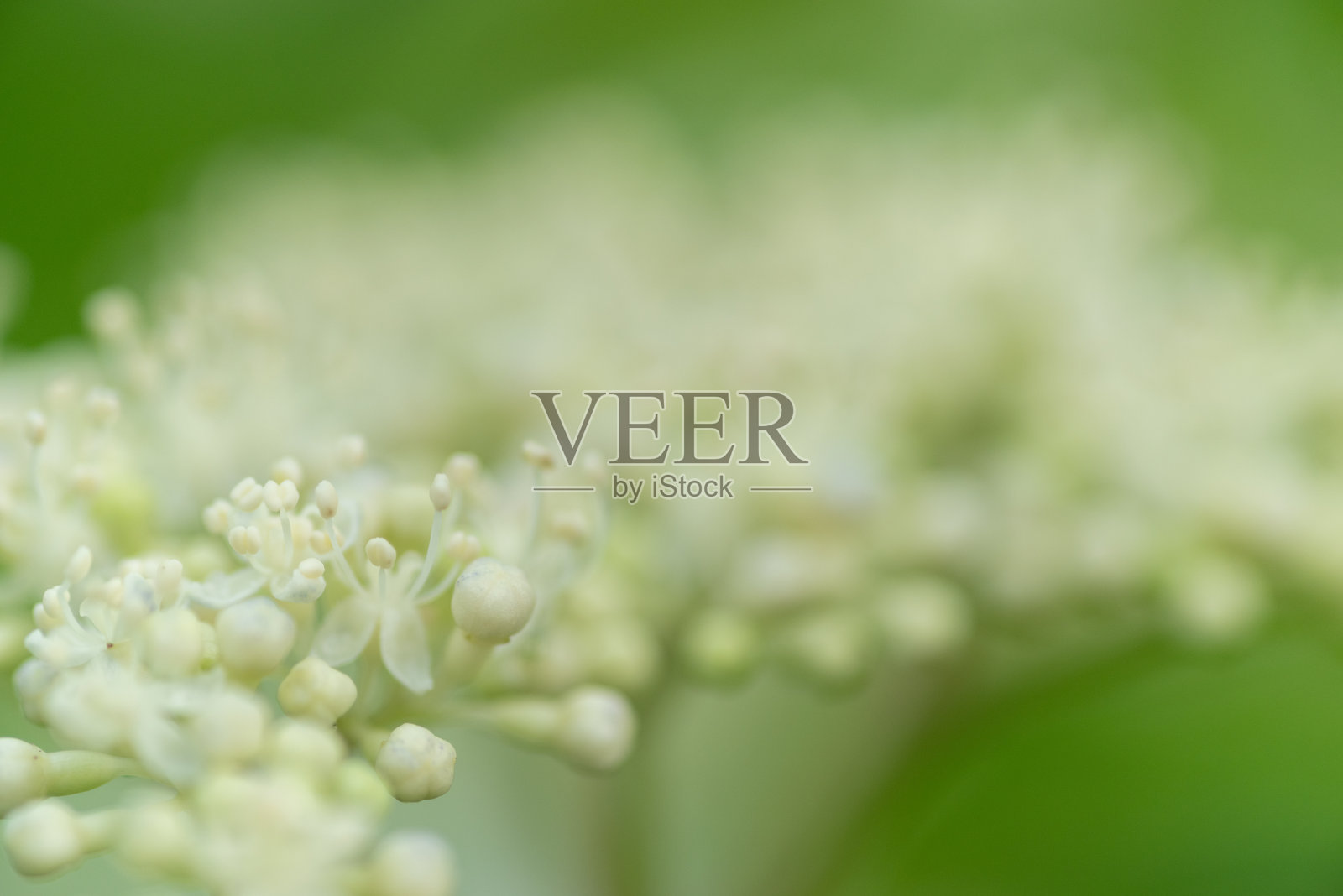 用微距镜头拍摄绣球花照片摄影图片