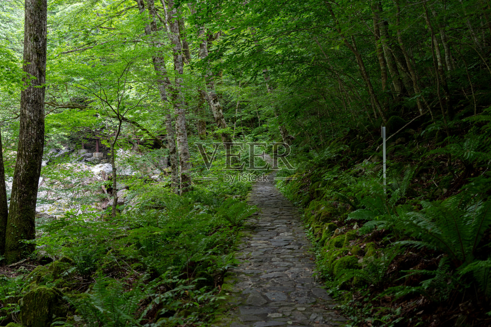 在绿树丛中散步照片摄影图片