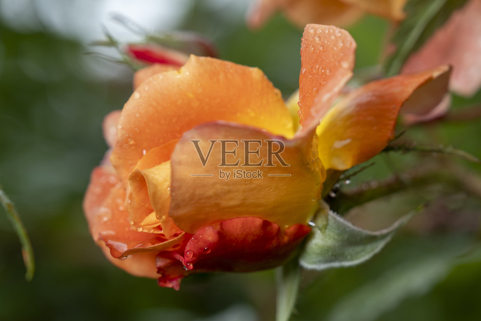 美丽的橙色玫瑰在绿色背景上的雨滴。照片摄影图片