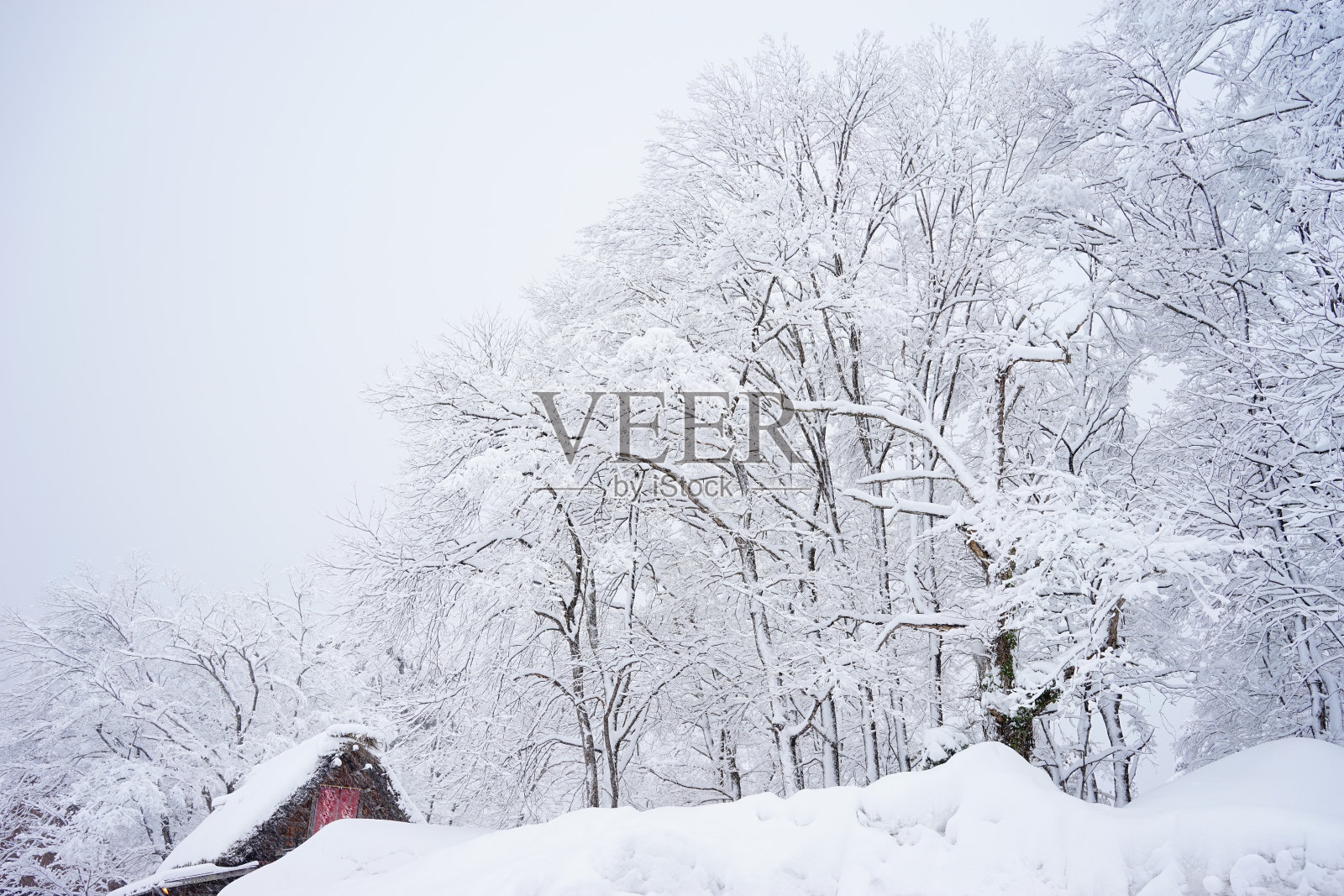 冬天下雪的树木和森林里的雪堆照片摄影图片