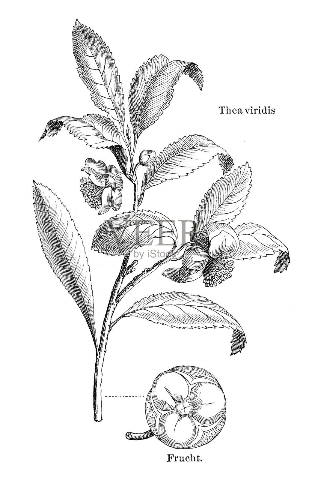 茶树插图1897插画图片素材