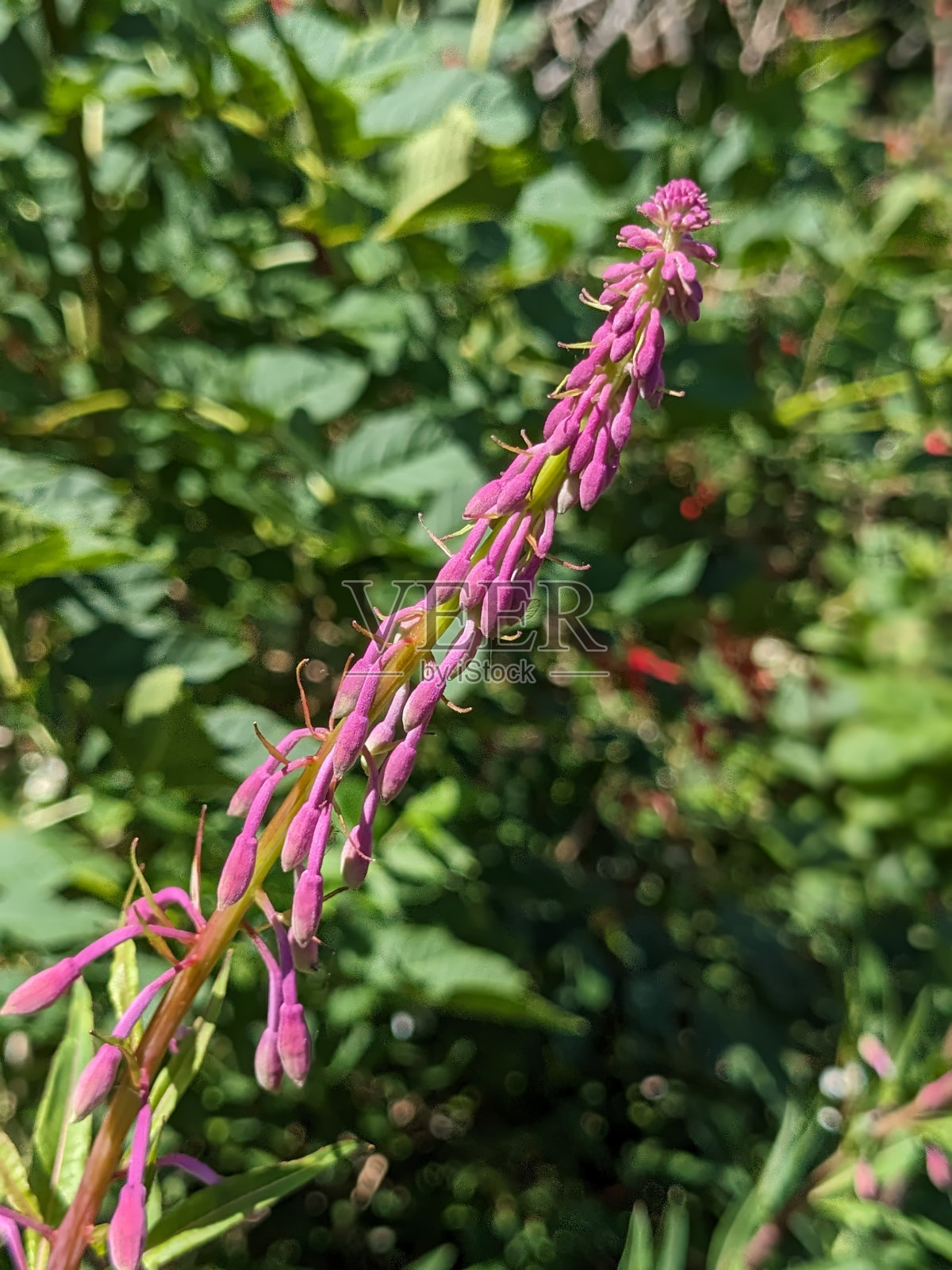 杂草植物照片摄影图片