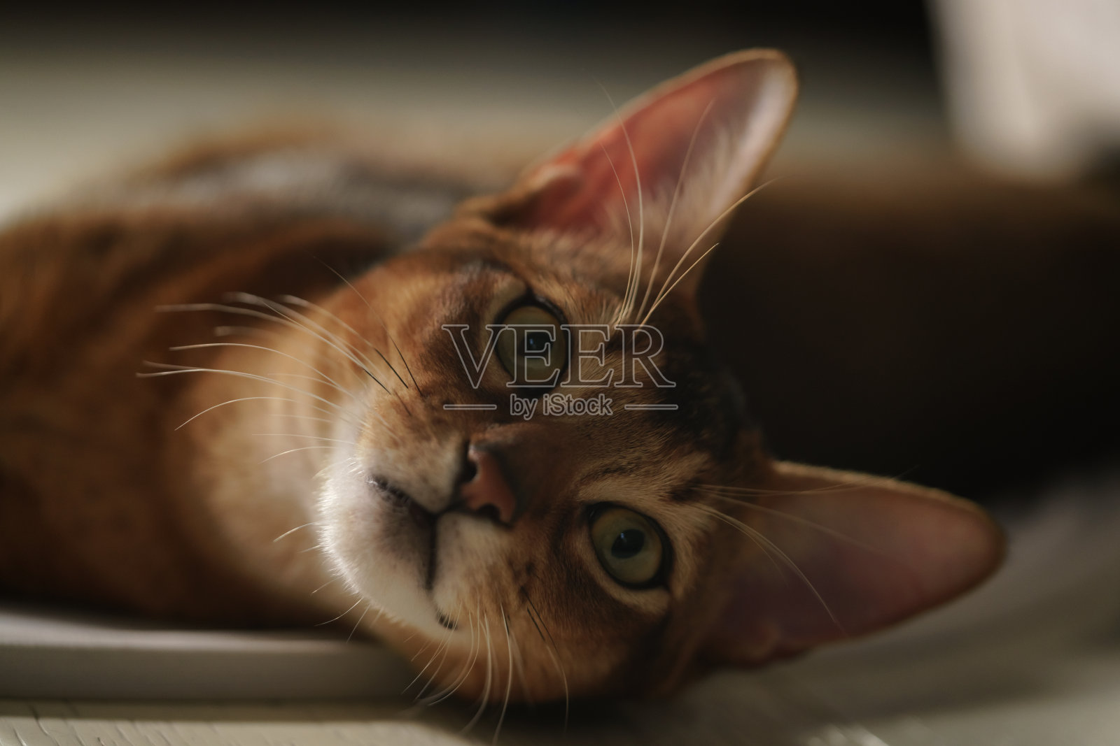 一只年轻的阿比西尼亚猫躺在地板上照片摄影图片