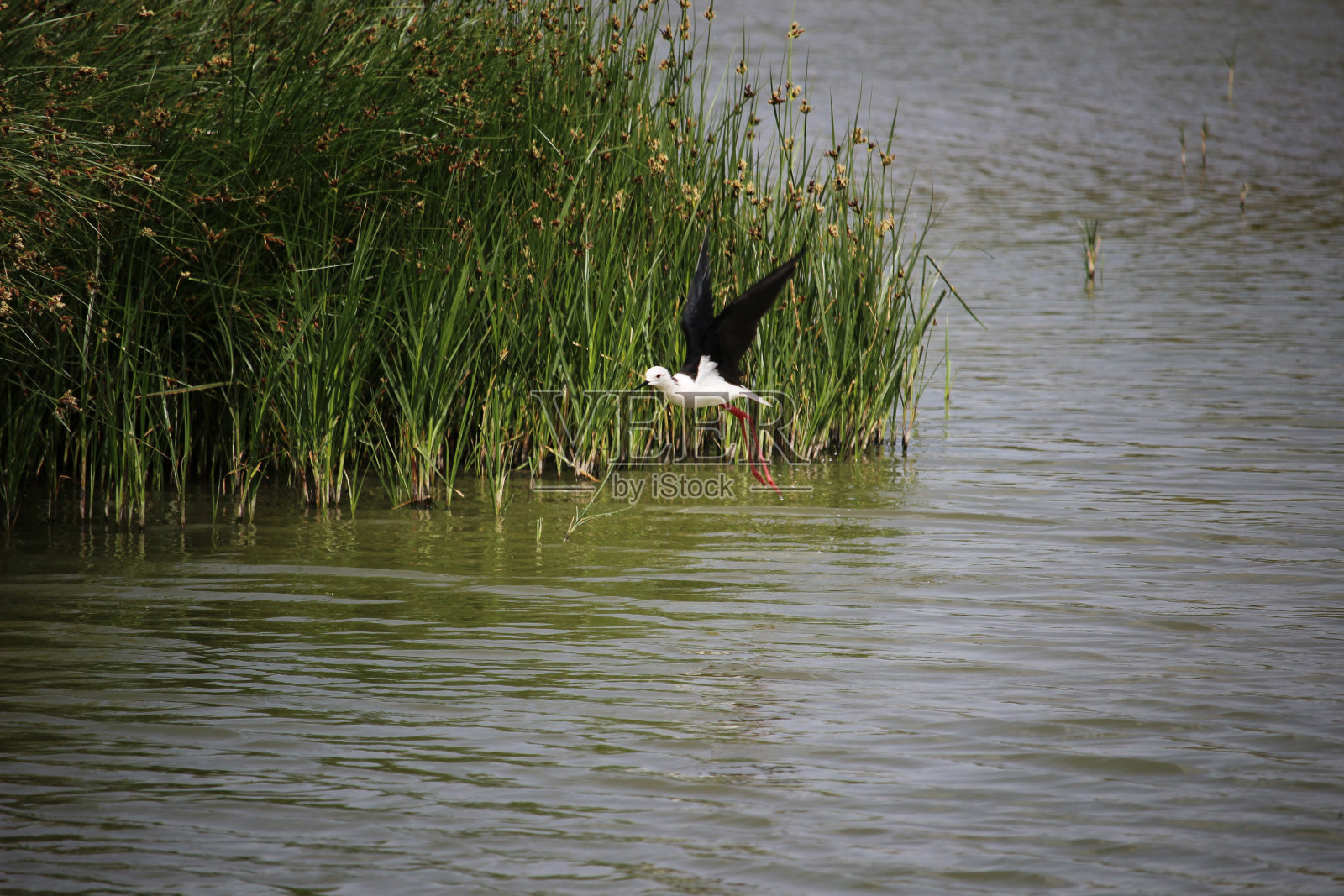 鸟黑翅高跷(Himantopus Himantopus)飞越泻湖照片摄影图片