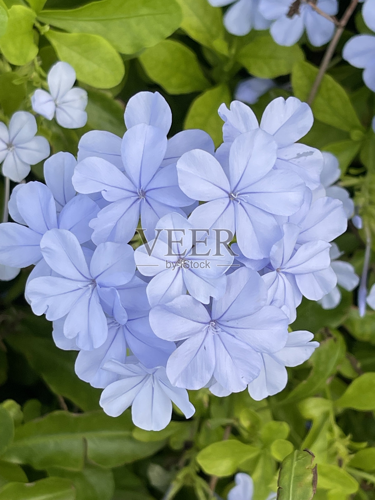 浅蓝色花朵照片摄影图片