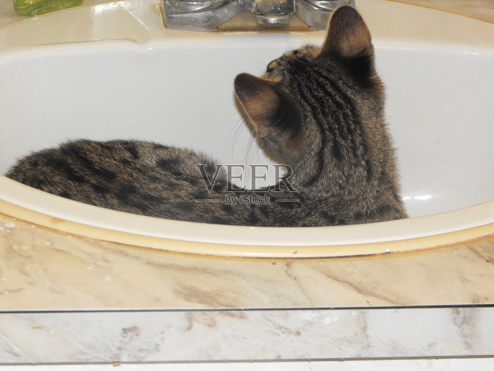 水池里的萨凡纳小猫照片摄影图片