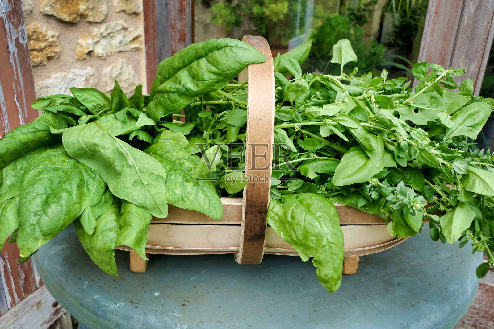 夏季菠菜照片摄影图片