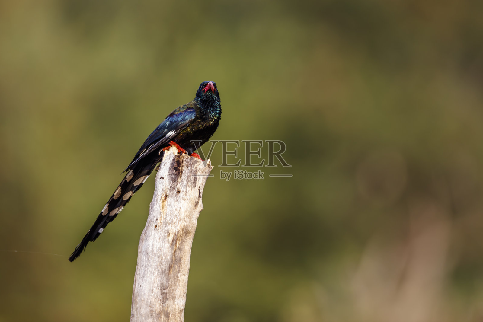 南非克鲁格国家公园里的绿木套头鸟照片摄影图片