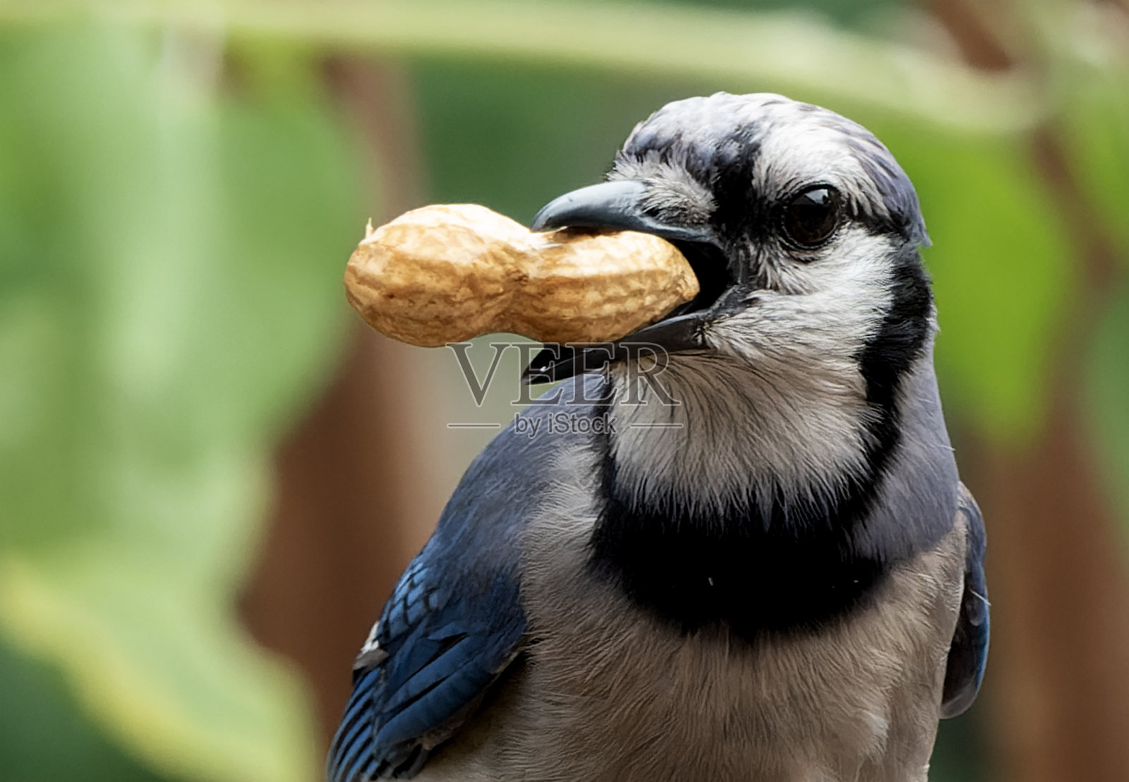 一只冠蓝鸦在享用花生点心照片摄影图片