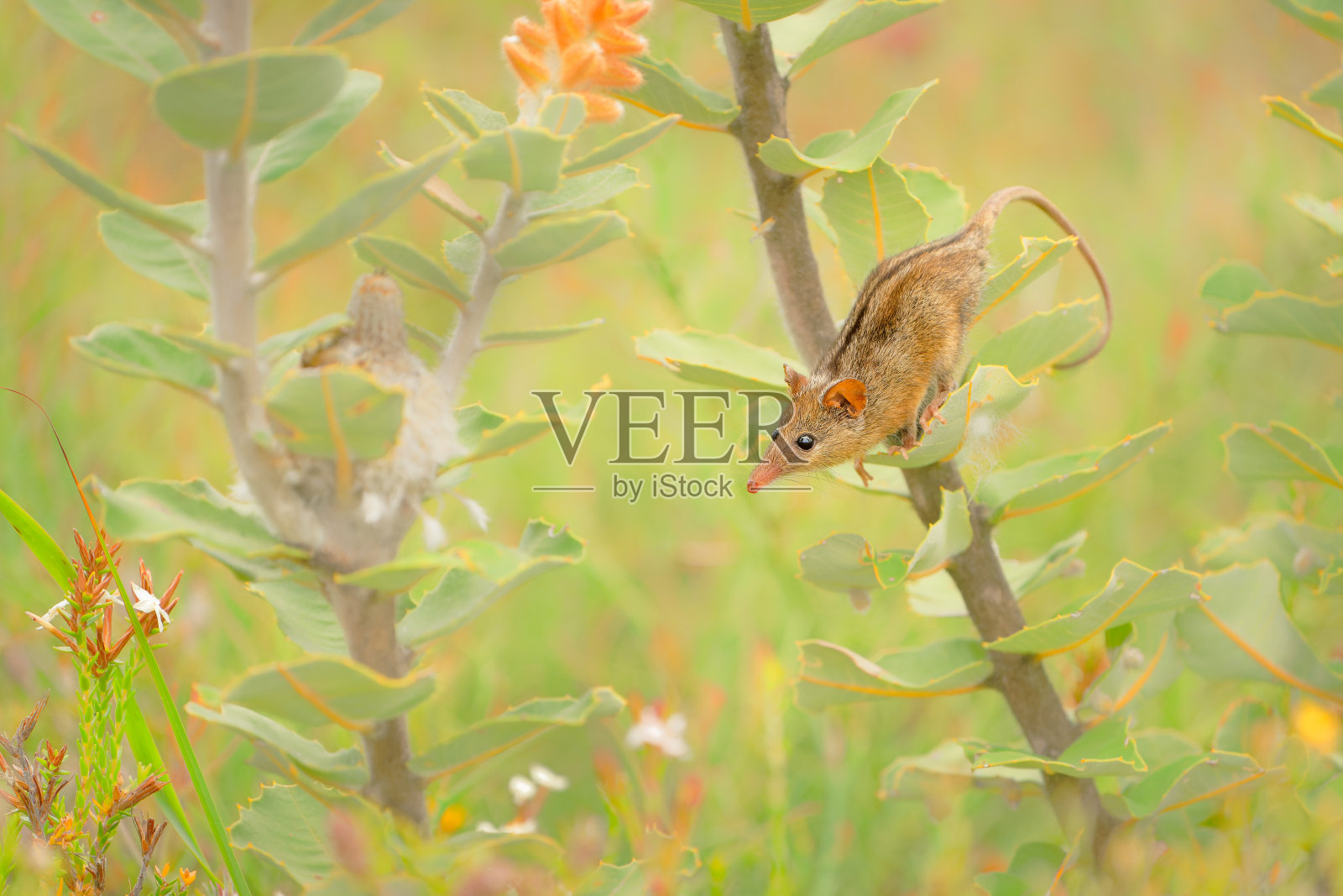 蜜负鼠是一种小型有袋类动物，以黄花的花蜜和花粉为食，是凤尾花、瓢虫和腺足花的重要传粉者照片摄影图片