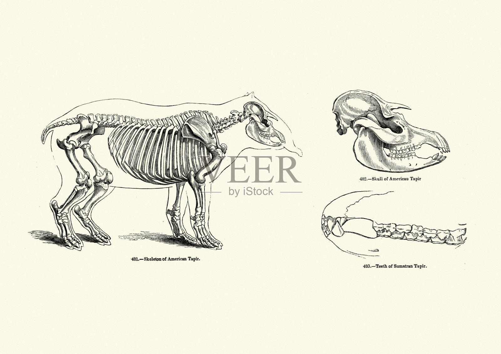 南美洲貘的骨骼和头骨(貘)插画图片素材