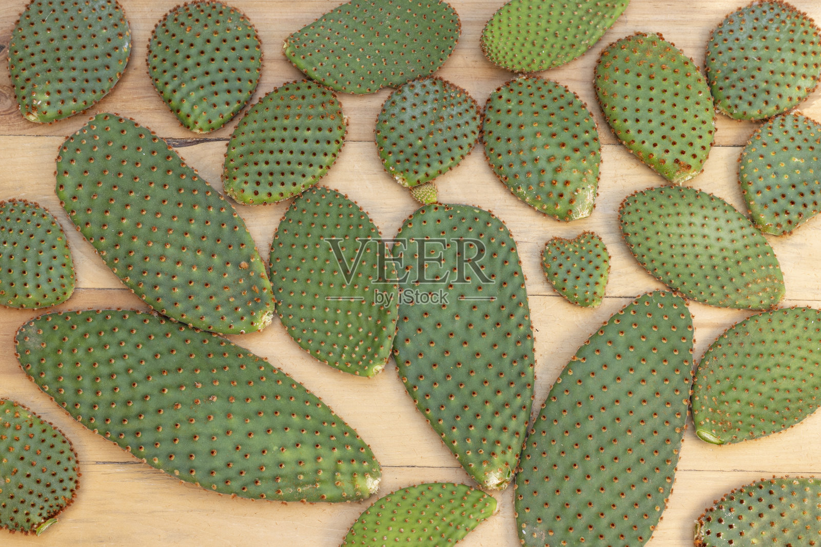 美丽的兔子耳朵仙人掌垫木制背景。照片摄影图片