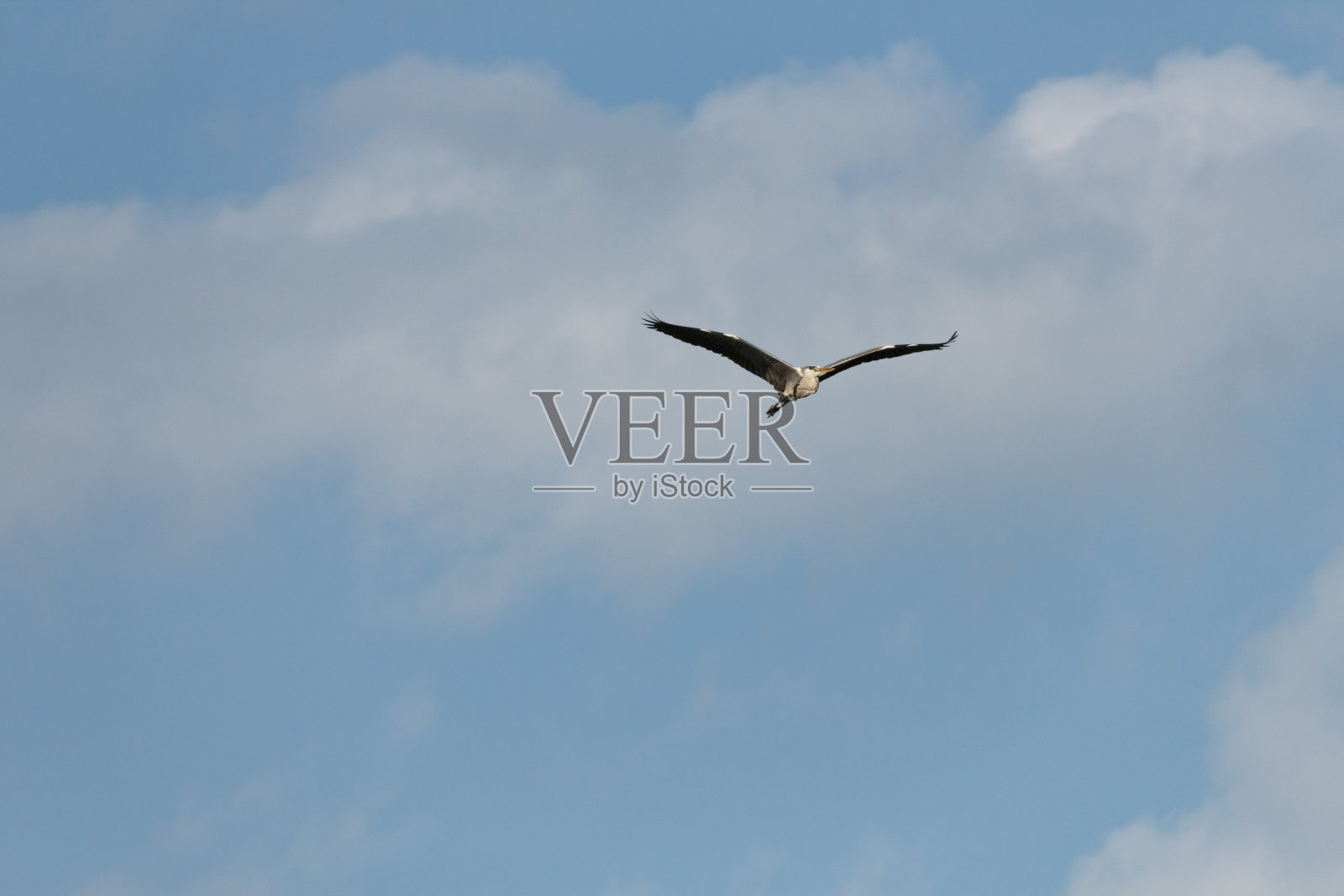 在西班牙贝尼亚尔萨梅斯沼泽上空，灰色苍鹭在云和蓝天中飞翔照片摄影图片