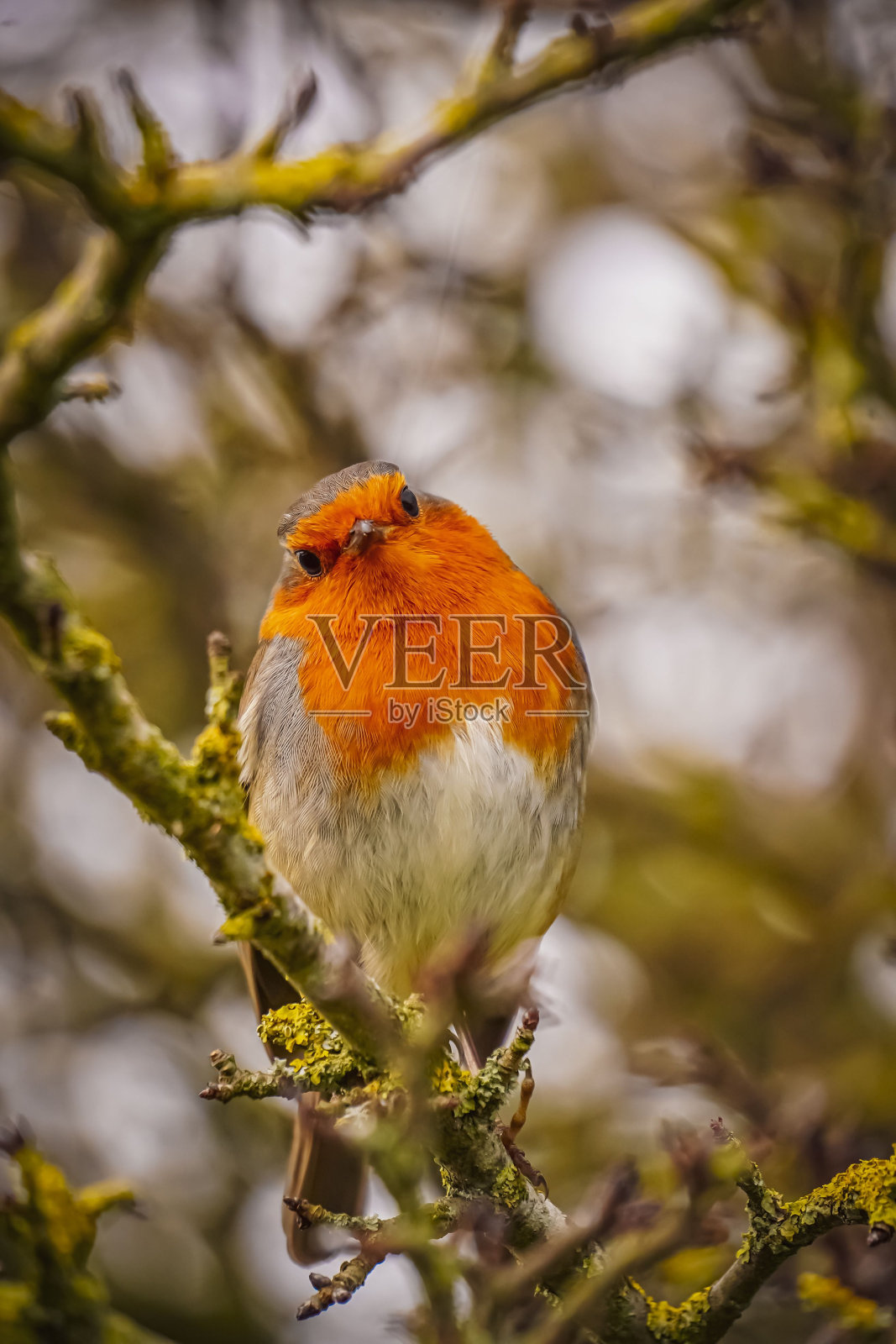 红胸知更鸟栖息在树林里的树枝上照片摄影图片