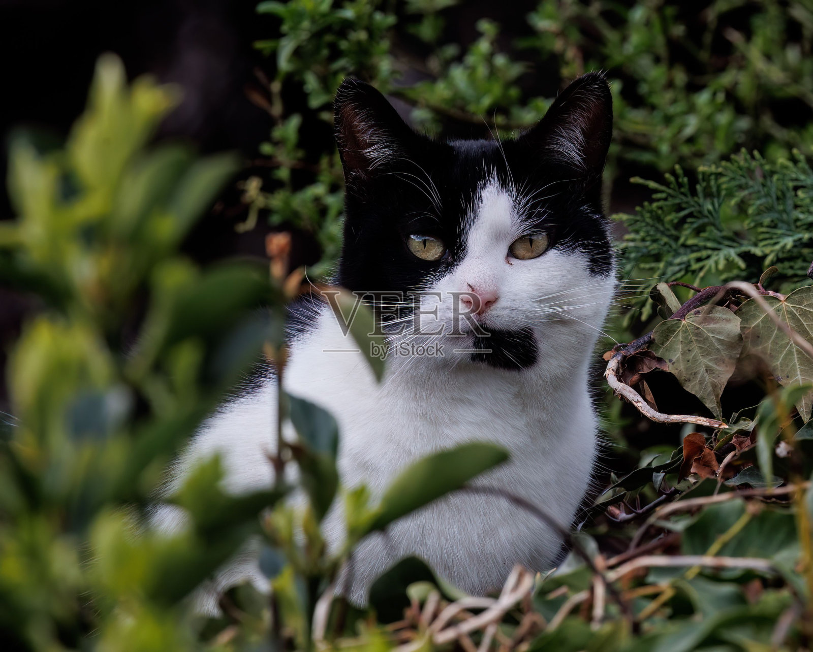 一只黑白相间的猫躺在树荫下的植被中照片摄影图片