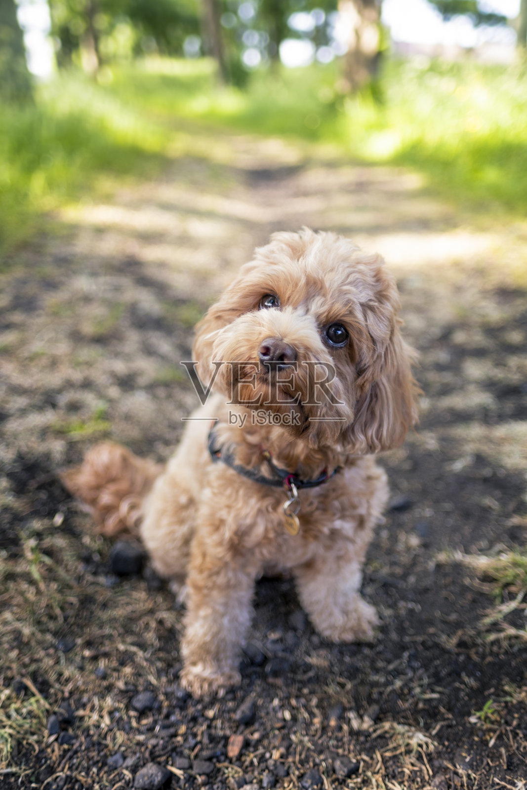 小狗坐在户外照片摄影图片