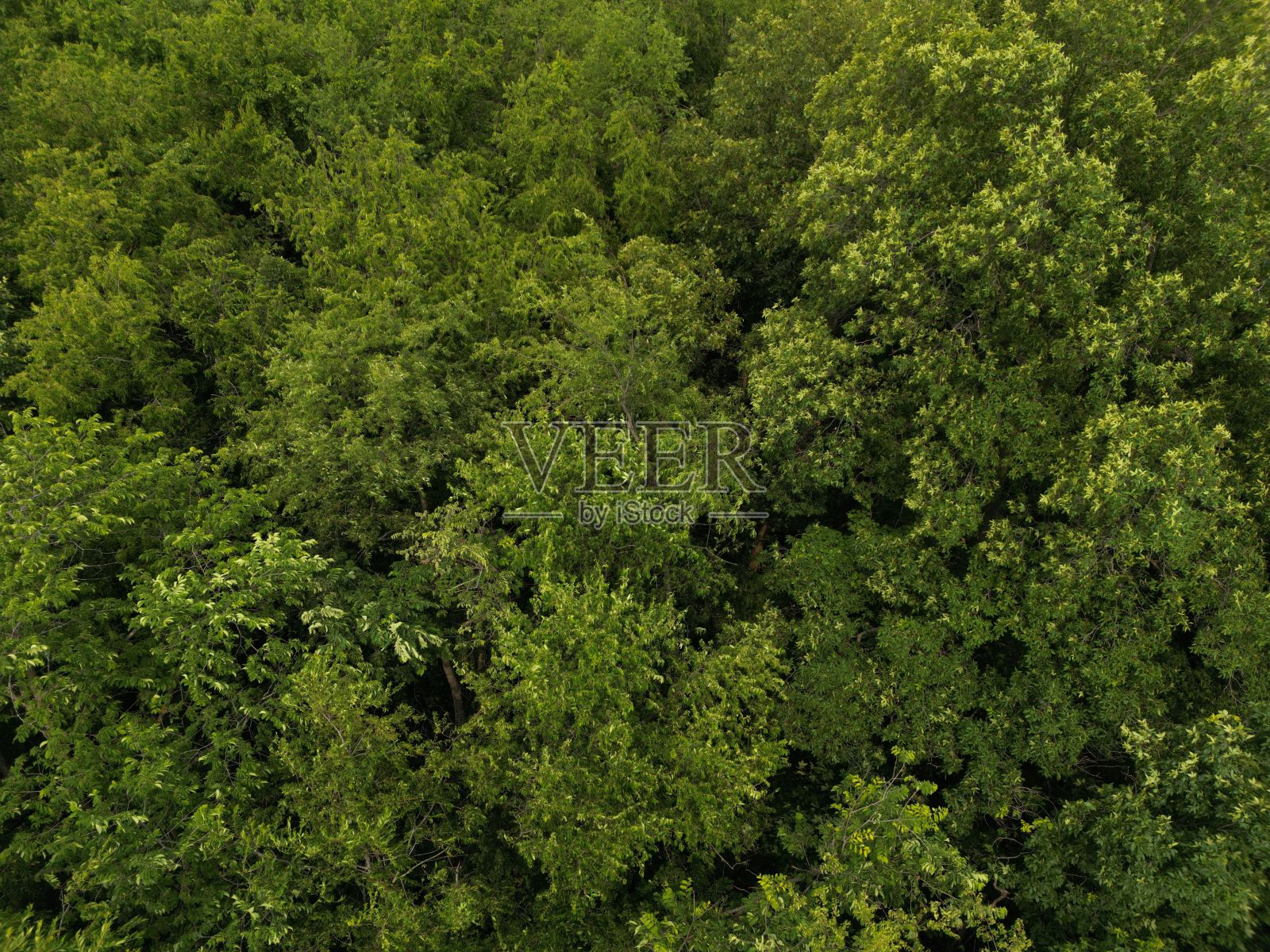 鸟瞰图中的森林郁郁葱葱。照片摄影图片