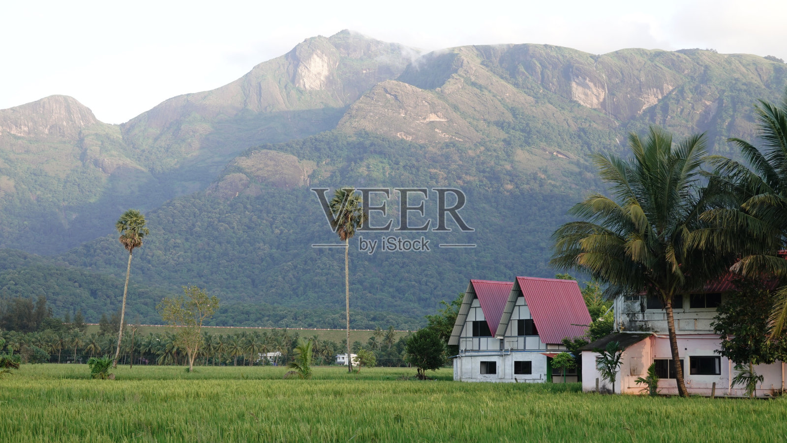 绿色的田野，棕榈树，高耸的山脉和一所房子。照片摄影图片