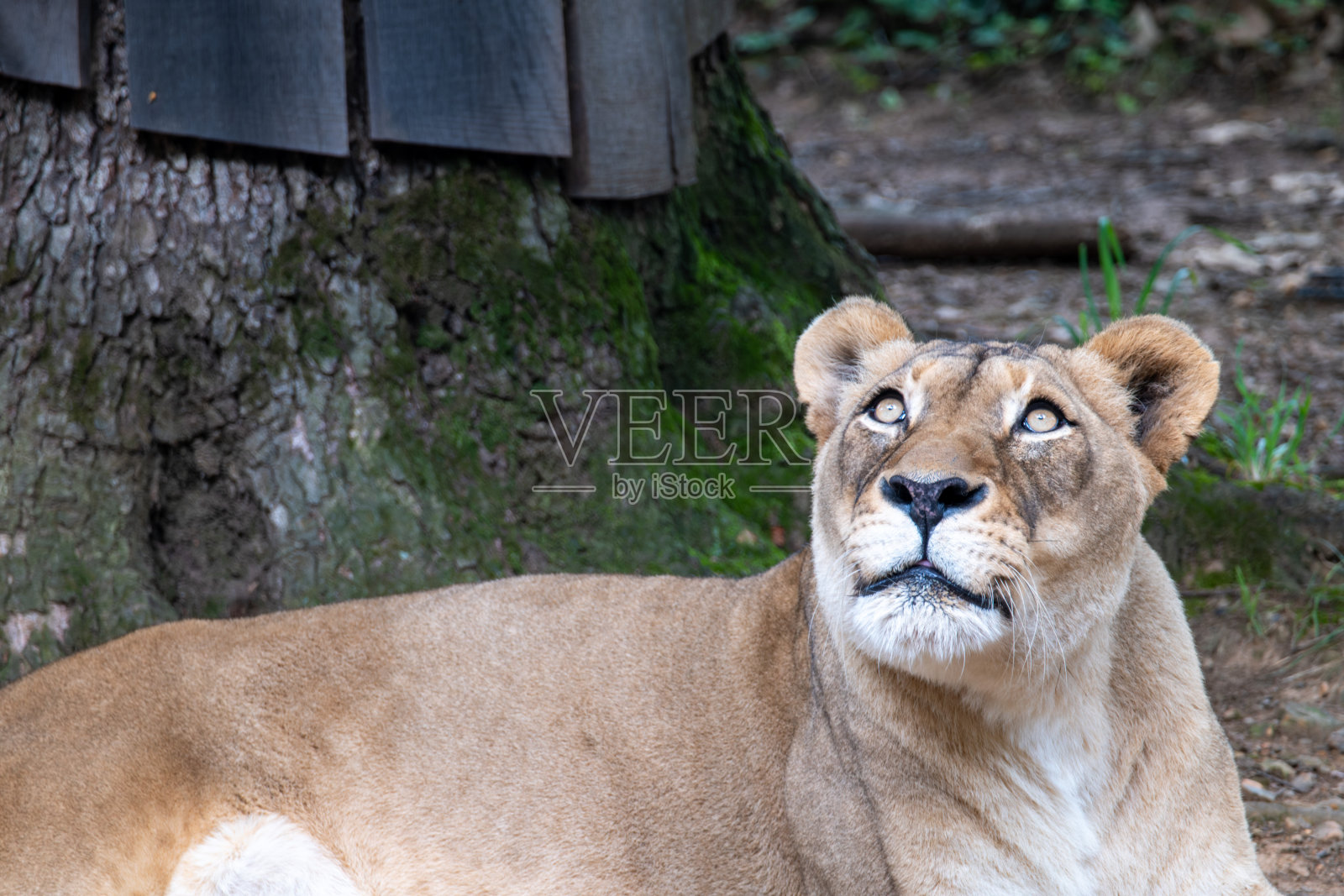 看丛林树冠的母狮照片摄影图片