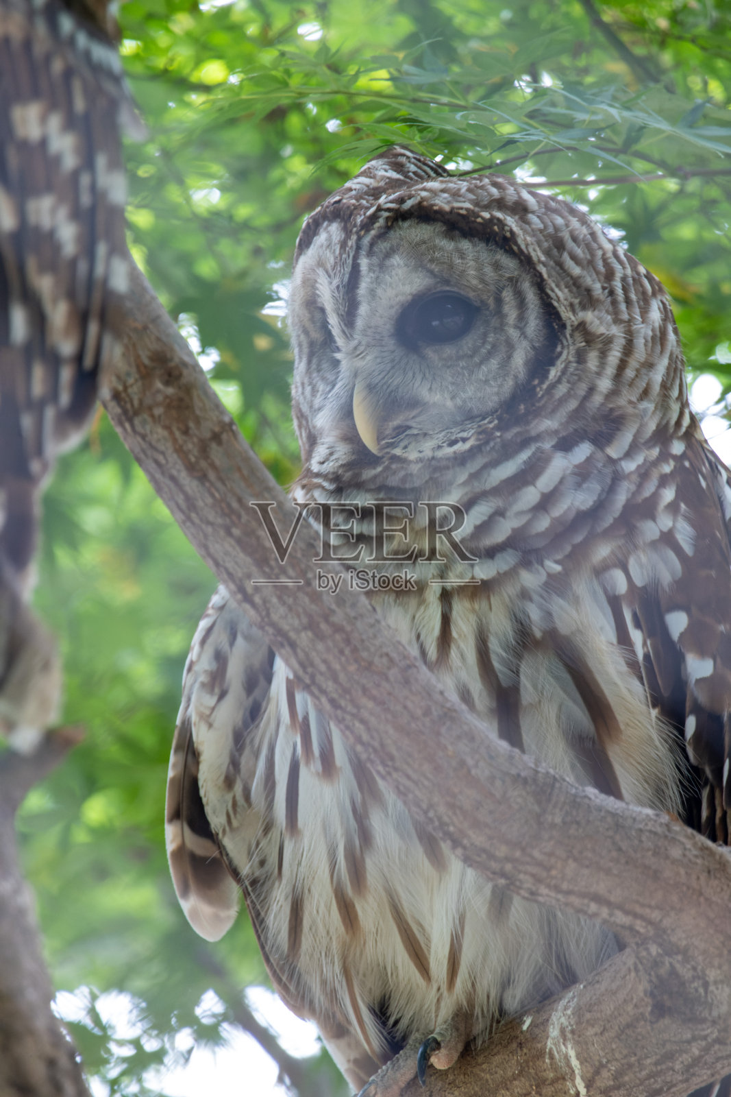 条纹猫头鹰的孤立照片照片摄影图片