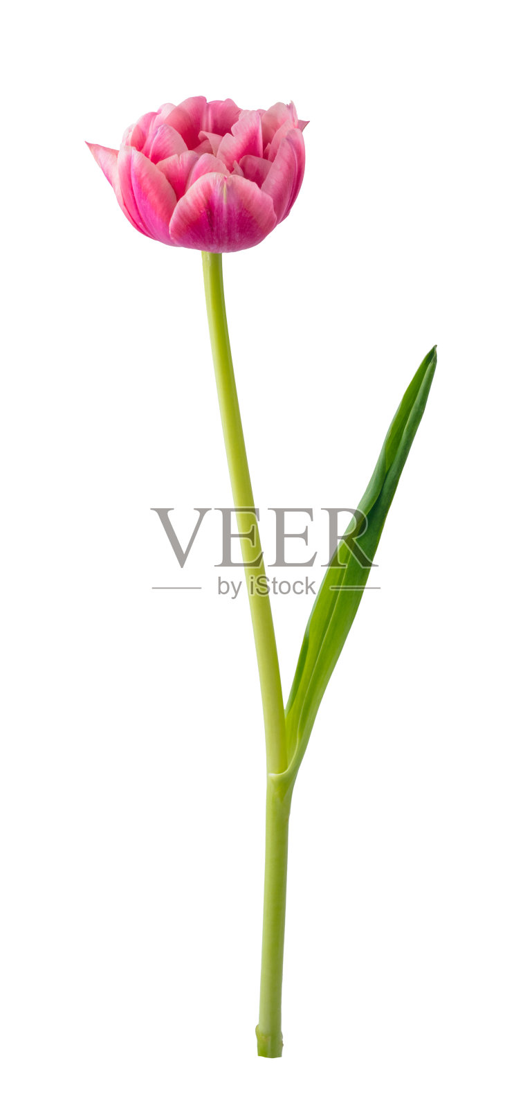 在白色背景上孤立的单瓣郁金香花照片摄影图片