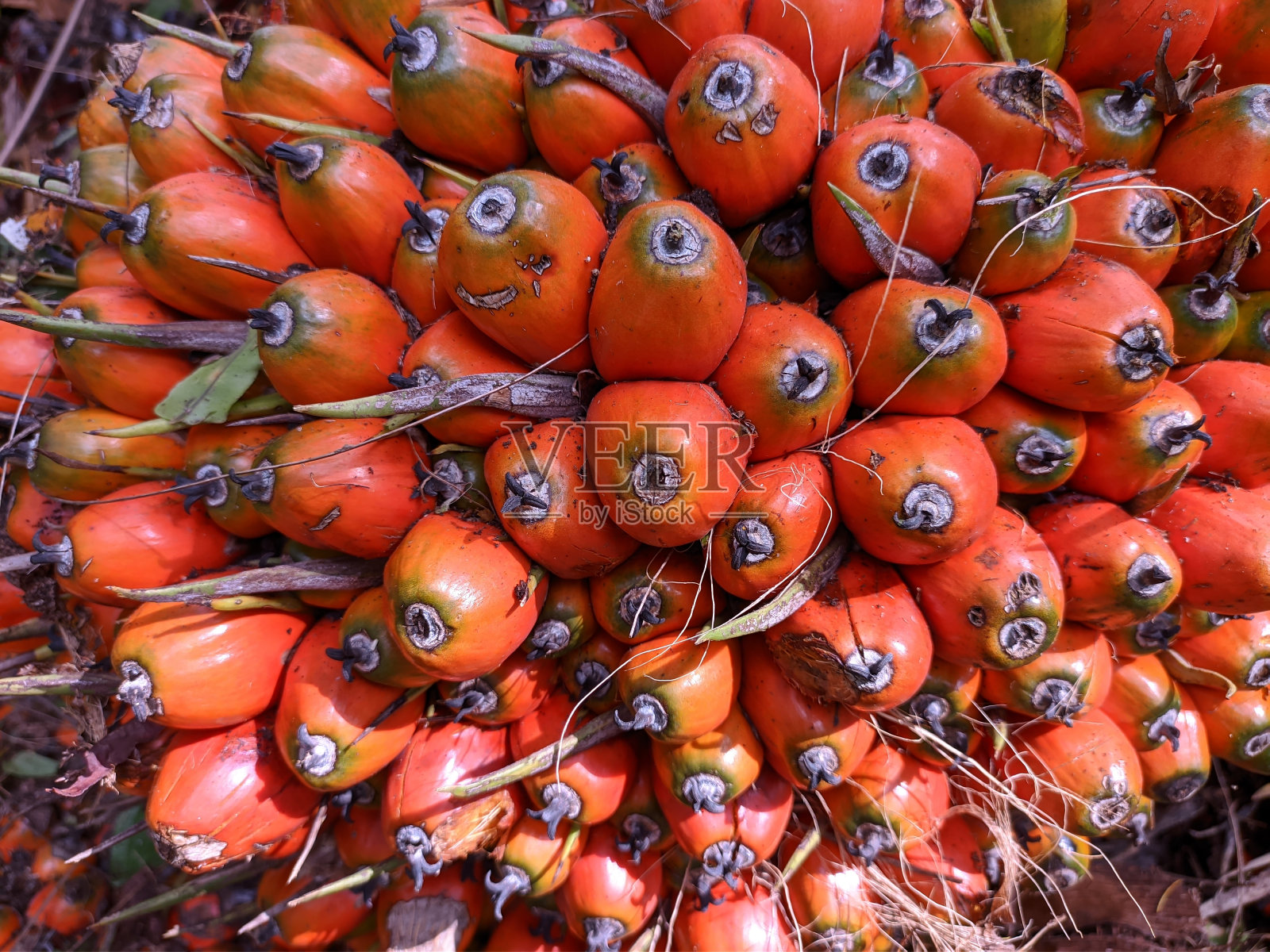 油棕果实收获后照片摄影图片