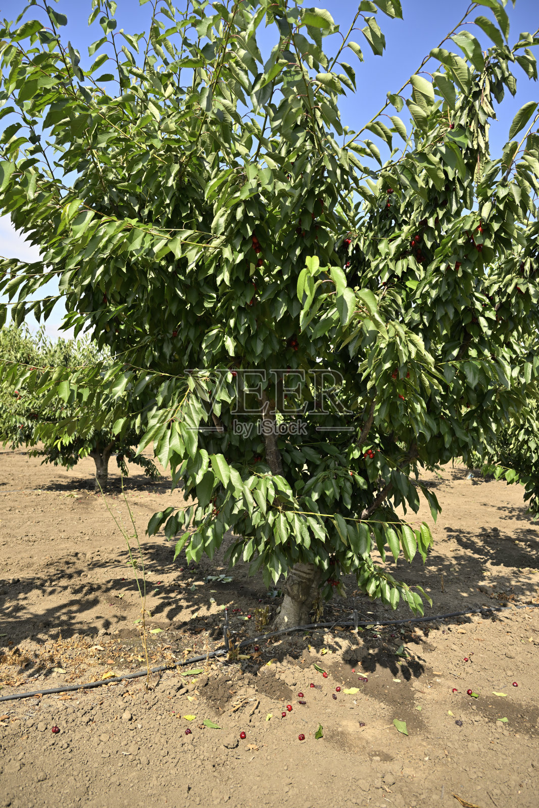 树上的红樱桃照片摄影图片