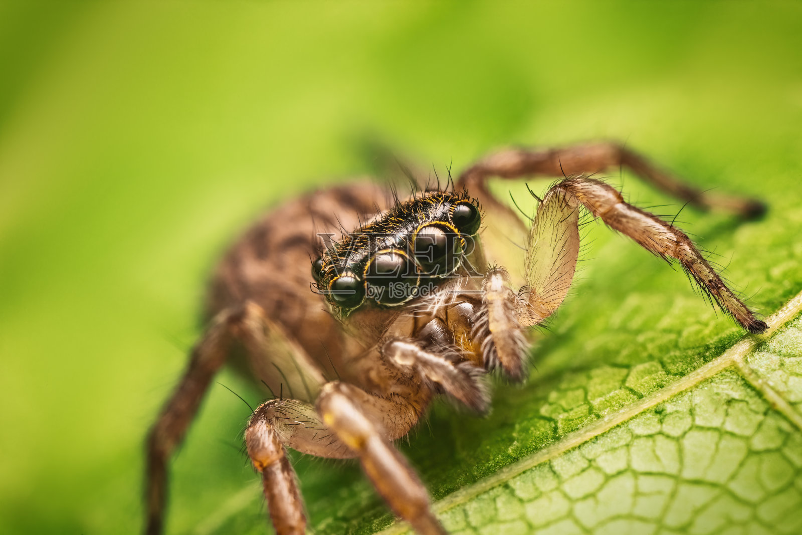 跳跃蜘蛛的宏观特写在一片绿叶上照片摄影图片